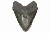 Fossil Megalodon Tooth - Massive Meg Tooth! #145245-1